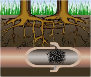 tree_roots_drain